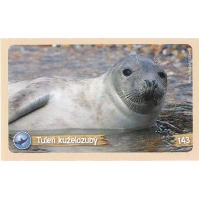 Tuleň kuželozubý