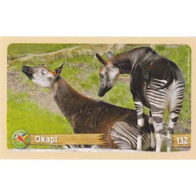 Okapi