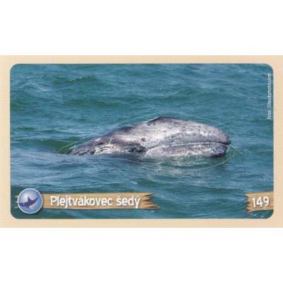 Plejtvákovec šedý