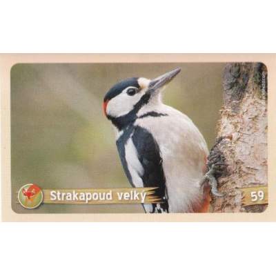 Strakapoud velký