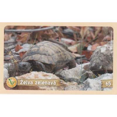 Želva zelenavá