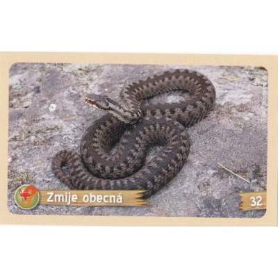 Zmije obecná