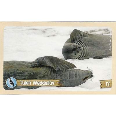 Tuleň Weddellův