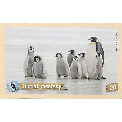 Tučňák císařský