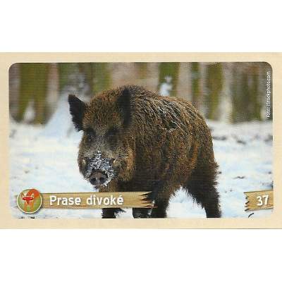 Prase divoké