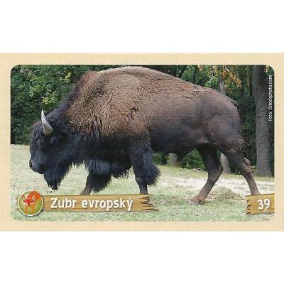 Zubr evropský