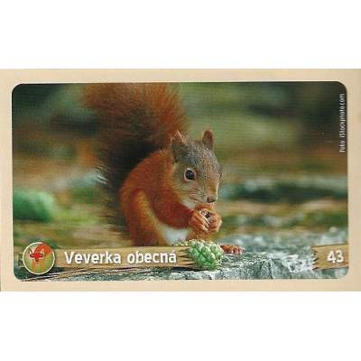 Veverka obecná