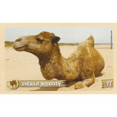 Velbloud jednohrbý