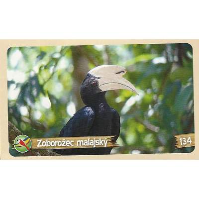 Zoborožec malajský