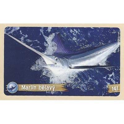 Marlín bělavý