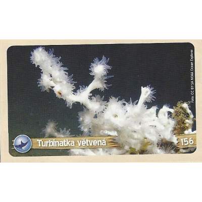 Turbinatka větvená