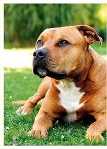 Stafordšírský teriér (1/2)