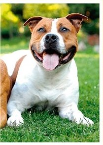 Stafordšírský teriér (2/2)