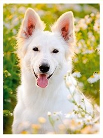 Bílý švýcarský ovčák