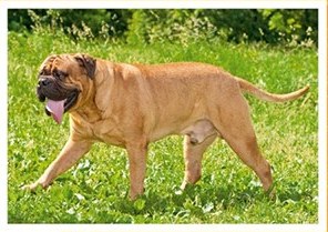 Bullmastif
