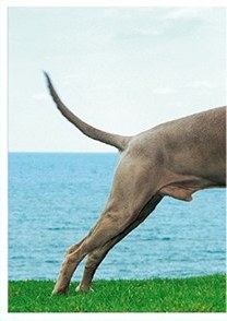 Výmarský ohař (1/2)