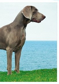 Výmarský ohař (2/2)