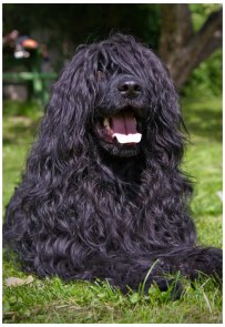 Portugalský vodní pes