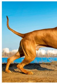 Rhodézský ridgeback (1/2)