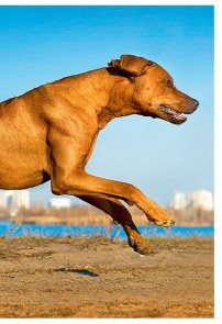 Rhodézský ridgeback (2/2)