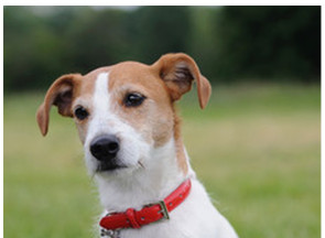 Jack Russel Parson teriér (1/2)