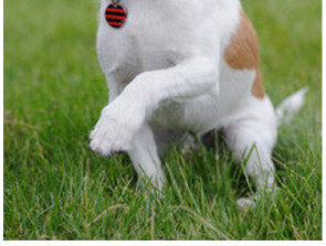 Jack Russel Parson teriér (2/2)