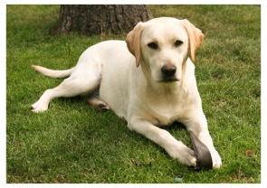 Labradorský retrívr