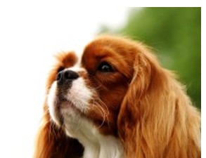 King Charles španěl (1/2)