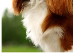 King Charles španěl (2/2)