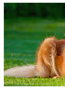 Zlatý retrívr (1/2)