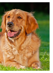 Zlatý retrívr (2/2)