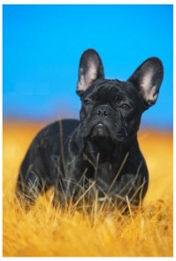 Francouzský buldoček