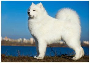 Samojed