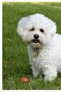 Bišonek frisé (1/2)