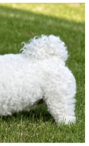 Bišonek frisé (2/2)