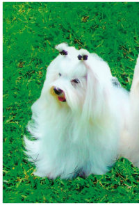 Maltézský psík (1/2)