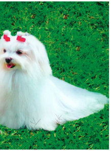 Maltézský psík (2/2)