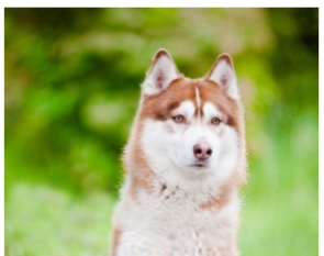 Sibiřský husky (1/2)