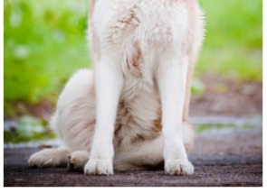 Sibiřský husky (2/2)