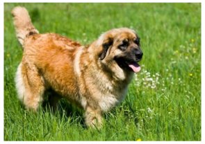 Kavkazský pastevecký pes