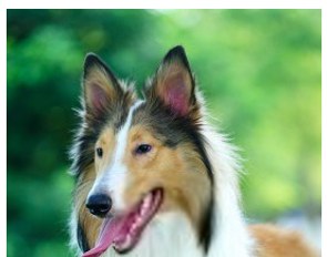 Kolie dlouhosrstá (1/2)