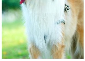 Kolie dlouhosrstá (2/2)