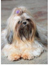 Lhasa Apso