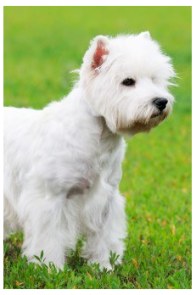 West highland teriér