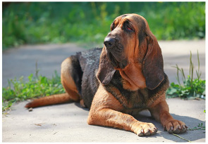 Bloodhound