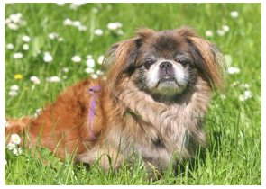 Pekingský palácový pes