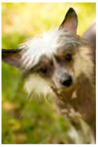 Čínský chocholatý pes