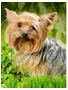 Jorkšírský teriér