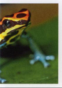 Pralesnička síťkovaná (2/2)