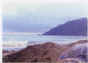 Kožatka velká (1/4)